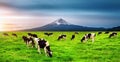 Cows eating lush grass on the green field in front of Fuji mountain, Japan Royalty Free Stock Photo