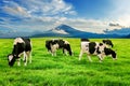 Cows eating lush grass on the green field in front of Fuji mountain, Japan. Royalty Free Stock Photo