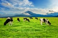 Cows eating lush grass on the green field in front of Fuji mountain, Japan Royalty Free Stock Photo