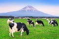 Cows eating lush grass on the green field in front of Fuji mountain, Japan Royalty Free Stock Photo