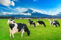 Cows eating lush grass on the green field in front of Fuji mountain, Japan.