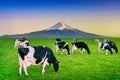 Cows eating lush grass on the green field in front of Fuji mountain, Japan Royalty Free Stock Photo