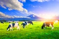 Cows eating lush grass on the green field in front of Fuji mountain,Shizuoka, Japan Royalty Free Stock Photo