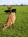 Cows eating on pasture. Royalty Free Stock Photo