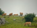 Cows eating pasture Royalty Free Stock Photo