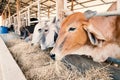Cows are eating rice straw in a cowshed Royalty Free Stock Photo