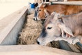 Cows are eating rice straw in a cowshed Royalty Free Stock Photo