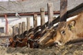 Cows eating silage