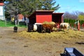 Cows eating straw on a farm. Farming in countryside Royalty Free Stock Photo