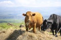 Cows eating straw hay on pasture Royalty Free Stock Photo