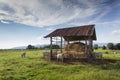 Cows eating straw on the meadow Royalty Free Stock Photo