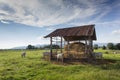 Cows eating straw on the meadow Royalty Free Stock Photo