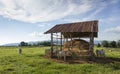 Cows eating straw on the meadow Royalty Free Stock Photo