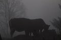 Cows eating together. Deep Mist. Fall