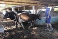 Cows at ecological farm in mallorca