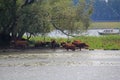 Cows on the edge of the Biesbosch Royalty Free Stock Photo