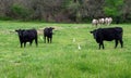 Cows and egrets in a Missouri field Royalty Free Stock Photo