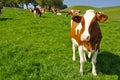 Cows in Emmental region Royalty Free Stock Photo
