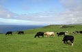 Cows and the English Channel Royalty Free Stock Photo
