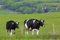 Cows - Beautiful countryside in Dorset, UK Royalty Free Stock Photo