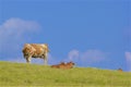 Cows and English countryside, UK Royalty Free Stock Photo