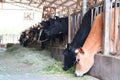 Cows enjoying Chinese food in sunny weather