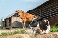 Cows Enjoying the Outdoors