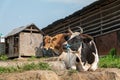 Cows Enjoying the Outdoors