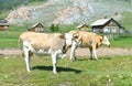 Cows enjoying summer in Uzur village, Olkhon, Russia.