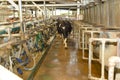 Cows enter a milking shed Royalty Free Stock Photo