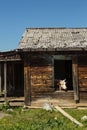 Cows escape the heat in an old abandoned wooden house