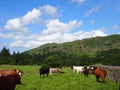 Cows in Eskdale, Lake District