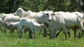 Cows in Estancia. Bolivia, south America.