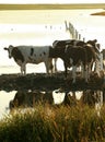 Cows in the evening sun Royalty Free Stock Photo