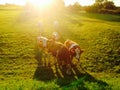 cows in evening twilight sun