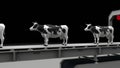 Cows fall into a meat grinder, 4K.