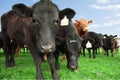 Cows on farm Royalty Free Stock Photo