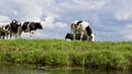 Vaches sur contre ciel 