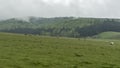 Cows and farm animals grazing in the meadow