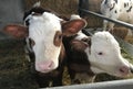 Cows at the farm barn