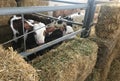 Cows at the farm barn