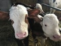 Cows at the farm barn