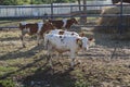 Cows on the farm behind the fence looking at the camera Royalty Free Stock Photo