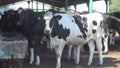 Cows at Farm, Cattle Animals Watering, Bovines Drinking Water, Farming