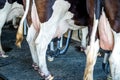 Cows in farm, Cow milking facility with modern milking machines Royalty Free Stock Photo