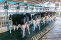 Cow milking facility with modern milking machines.