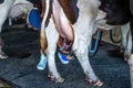 Cows in farm, Cow milking facility with modern milking machines