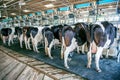 Cows in farm, Cow milking facility with modern milking machines Royalty Free Stock Photo