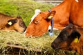 Cows in farm Royalty Free Stock Photo
