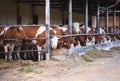 Cows in a farm cowshed